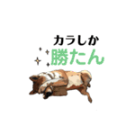 愛犬オタンプ（個別スタンプ：6）