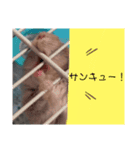 はむ ありがとう！！（個別スタンプ：4）
