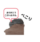 はむ ありがとう！！（個別スタンプ：5）