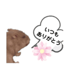 はむ ありがとう！！（個別スタンプ：7）