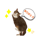 にゃんこのララスタンプ3（個別スタンプ：4）