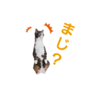 にゃんこのララスタンプ3（個別スタンプ：7）
