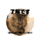TONOスタンプ2（個別スタンプ：6）