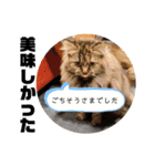 TONOスタンプ2（個別スタンプ：23）