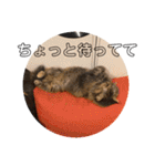 TONOスタンプ2（個別スタンプ：30）