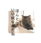 TONOスタンプ2（個別スタンプ：40）