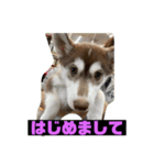 れんちゃんダヨ！！（個別スタンプ：1）