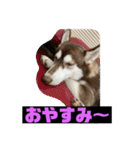 れんちゃんダヨ！！（個別スタンプ：5）
