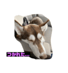 れんちゃんダヨ！！（個別スタンプ：6）