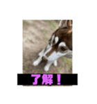 れんちゃんダヨ！！（個別スタンプ：11）