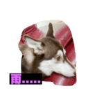れんちゃんダヨ！！（個別スタンプ：20）