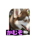 れんちゃんダヨ！！（個別スタンプ：21）