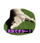 れんちゃんダヨ！！（個別スタンプ：24）
