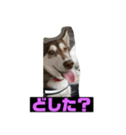 れんちゃんダヨ！！（個別スタンプ：35）