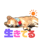 ごるわん（個別スタンプ：4）