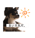 我が家の犬サスケ（個別スタンプ：1）