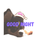 我が家の犬サスケ（個別スタンプ：3）