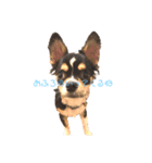 我が家の犬サスケ（個別スタンプ：4）
