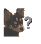 我が家の犬サスケ（個別スタンプ：6）