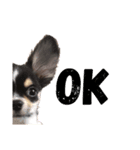 我が家の犬サスケ（個別スタンプ：7）