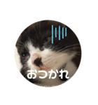 ハク＆ルカスタンプ（個別スタンプ：7）