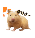 キンクマのポンちゃん2（個別スタンプ：1）