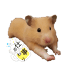 キンクマのポンちゃん2（個別スタンプ：3）