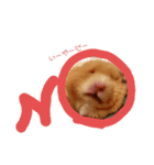 キンクマのポンちゃん2（個別スタンプ：4）