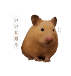 キンクマのポンちゃん2（個別スタンプ：6）