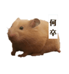 キンクマのポンちゃん2（個別スタンプ：7）