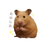 キンクマのポンちゃん2（個別スタンプ：10）