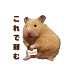 キンクマのポンちゃん2（個別スタンプ：13）