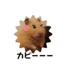 キンクマのポンちゃん2（個別スタンプ：14）