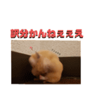 キンクマのポンちゃん2（個別スタンプ：15）