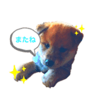 愛犬ぶんたスタンプ（個別スタンプ：1）