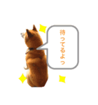 愛犬ぶんたスタンプ（個別スタンプ：2）