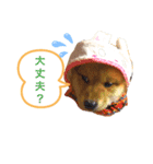 愛犬ぶんたスタンプ（個別スタンプ：3）