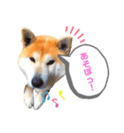 愛犬ぶんたスタンプ（個別スタンプ：4）