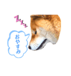 愛犬ぶんたスタンプ（個別スタンプ：5）