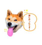 愛犬ぶんたスタンプ（個別スタンプ：6）