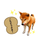 愛犬ぶんたスタンプ（個別スタンプ：7）