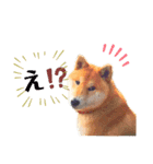 愛犬ぶんたスタンプ（個別スタンプ：8）