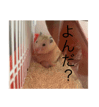世界のハムちゃん（個別スタンプ：3）