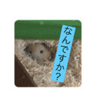 世界のハムちゃん（個別スタンプ：4）