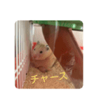 世界のハムちゃん（個別スタンプ：5）