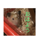 世界のハムちゃん（個別スタンプ：6）