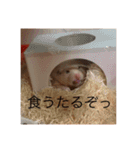 世界のハムちゃん（個別スタンプ：7）
