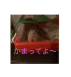世界のハムちゃん（個別スタンプ：9）