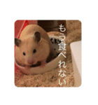 世界のハムちゃん（個別スタンプ：10）
