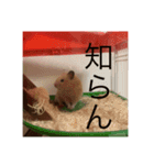 世界のハムちゃん（個別スタンプ：11）